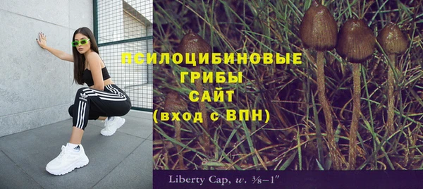 крисы Корсаков