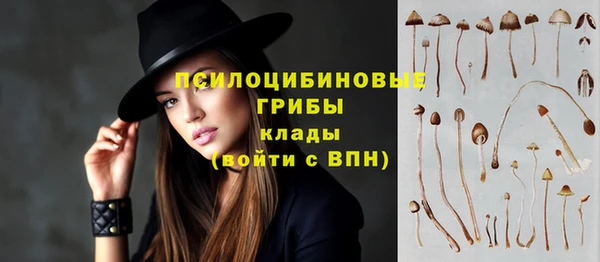 крисы Корсаков