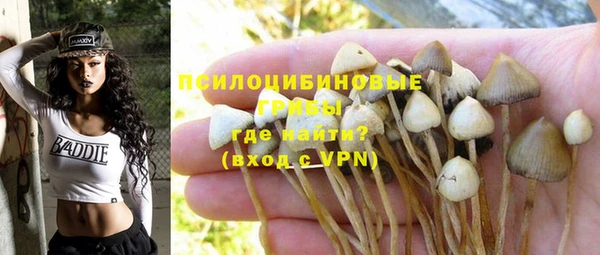 крисы Корсаков