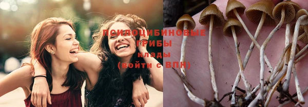 крисы Корсаков